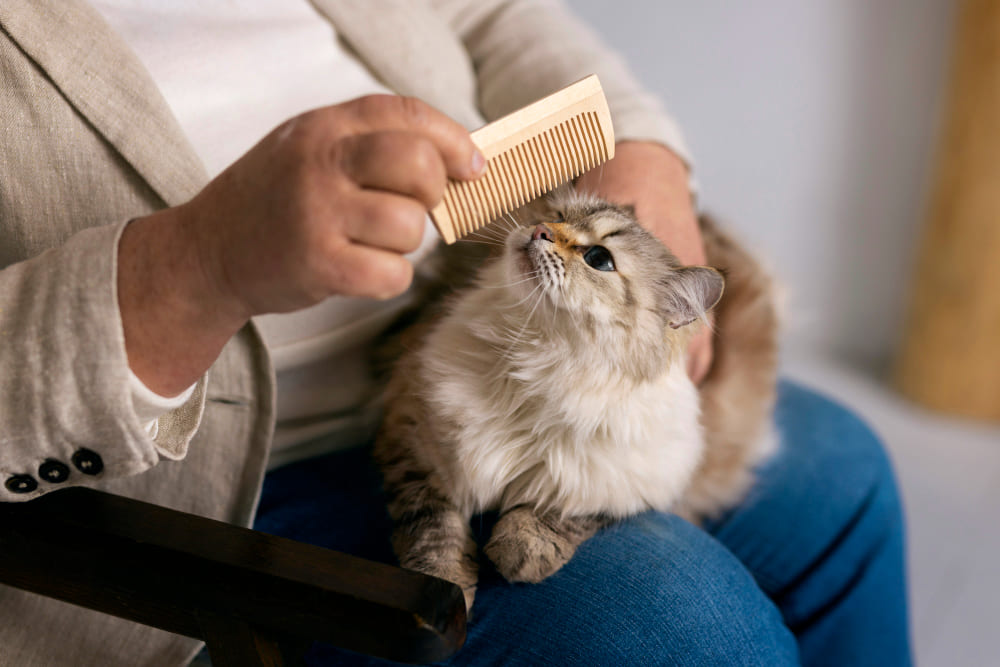 Cat Breed Grooming