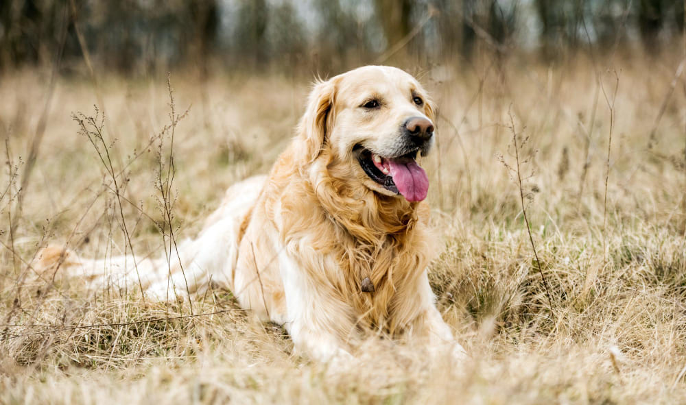 Energetic Golden Retriever