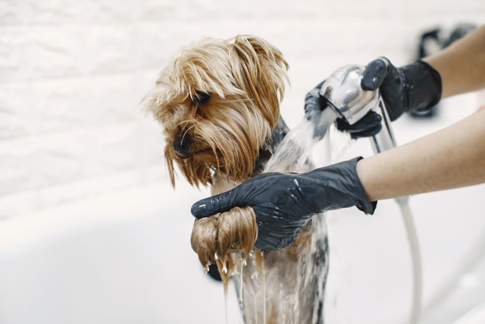 Groomer caring for a dog