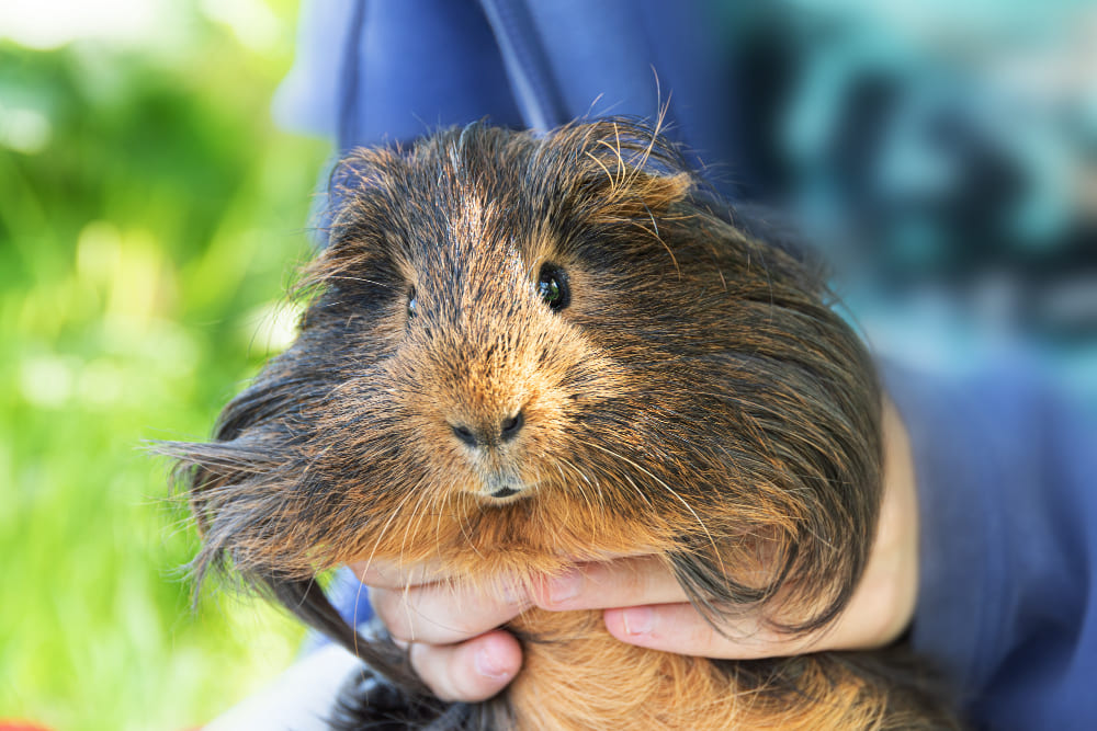 Cute Guinea Pig