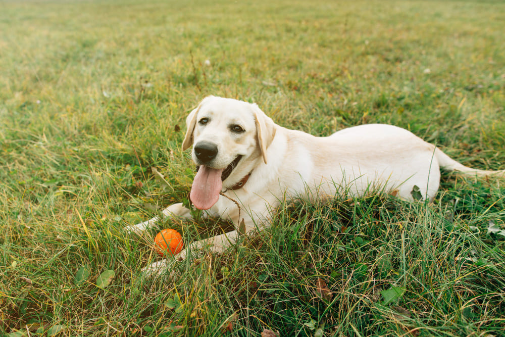 Happy Labrador