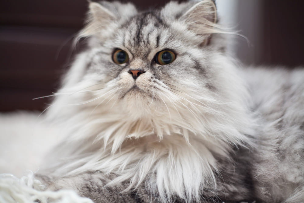 Regal Persian Cat