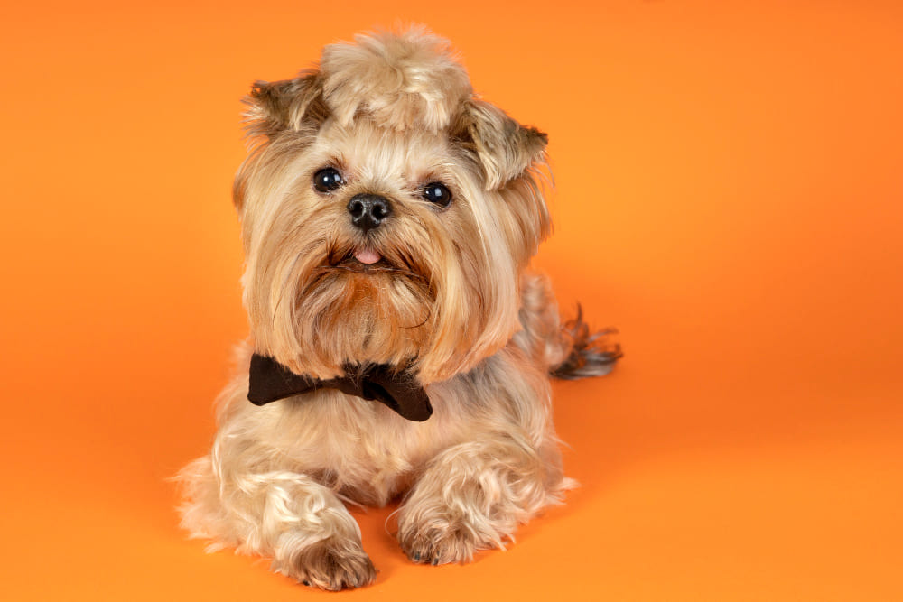 Stylish Shih Tzu