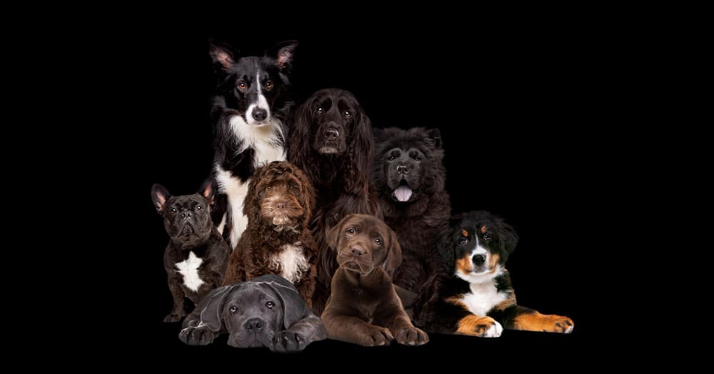 Dog Breed Grooming